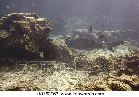 Whitetip Reef shark (Triaenodon Obesus) swimming underwater, Puerto Egas, Santiago Island, Galapagos Islands, Ecuador View Large Photo Image Stock Photo - Whitetip Reef shark (Triaenodon Obesus) swimming underwater, Puerto Egas, Santiago Island, Galapagos Islands, Ecuador. Fotosearch