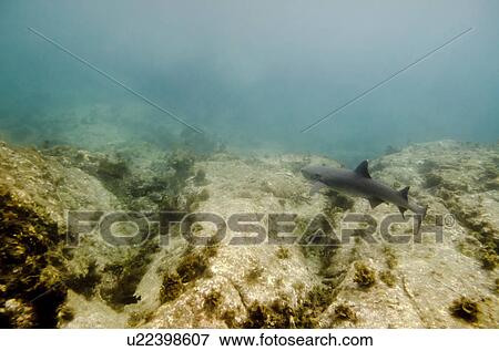 Whitetip Reef shark (Triaenodon Obesus) swimming underwater, Puerto Egas, Santiago Island, Galapagos Islands, Ecuador View Large Photo Image Stock Photo - Whitetip Reef shark (Triaenodon Obesus) swimming underwater, Puerto Egas, Santiago Island, Galapagos Islands, Ecuador. Fotosearch