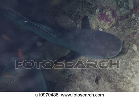 Whitetip Reef shark (Triaenodon Obesus) swimming underwater, Puerto Egas, Santiago Island, Galapagos Islands, Ecuador View Large Photo Image Stock Photograph - Whitetip Reef shark (Triaenodon Obesus) swimming underwater, Puerto Egas, Santiago Island, Galapagos Islands, Ecuador. Fotosearch