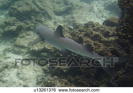 Whitetip Reef shark (Triaenodon Obesus) swimming underwater, Puerto Egas, Santiago Island, Galapagos Islands, Ecuador View Large Photo Image Stock Photograph - Whitetip Reef shark (Triaenodon Obesus) swimming underwater, Puerto Egas, Santiago Island, Galapagos Islands, Ecuador. Fotosearch