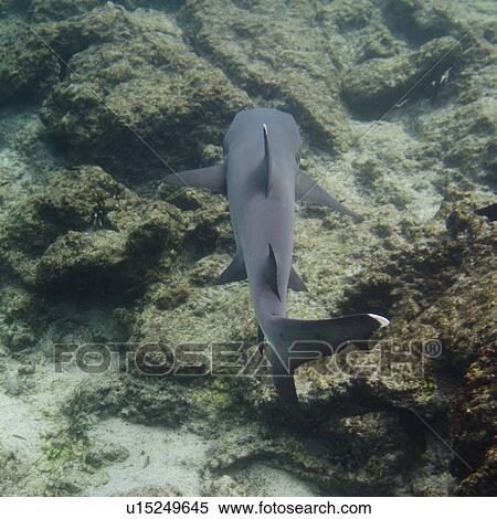 Whitetip Reef shark (Triaenodon Obesus) swimming underwater, Puerto Egas, Santiago Island, Galapagos Islands, Ecuador View Large Photo Image Stock Photography - Whitetip Reef shark (Triaenodon Obesus) swimming underwater, Puerto Egas, Santiago Island, Galapagos Islands, Ecuador. Fotosearch