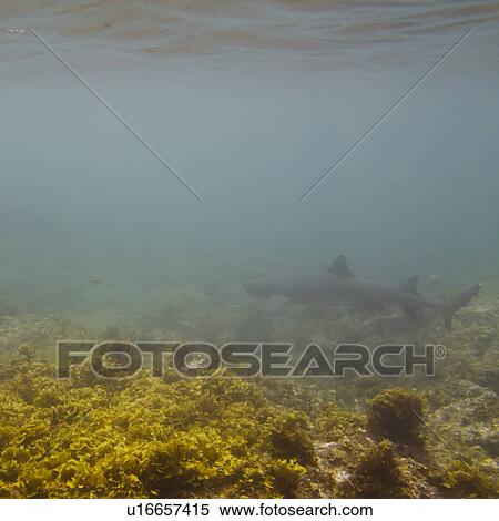 Whitetip Reef shark (Triaenodon Obesus) swimming underwater, Puerto Egas, Santiago Island, Galapagos Islands, Ecuador View Large Photo Image Stock Photography - Whitetip Reef shark (Triaenodon Obesus) swimming underwater, Puerto Egas, Santiago Island, Galapagos Islands, Ecuador. Fotosearch