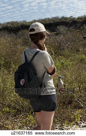 Stock Photography - Woman photographing of a bird, Tower Island, Darwin Bay, Genovesa Island, Galapagos Islands, Ecuador. Fotosearch