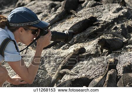 Stock Image - Woman photographing of Marine iguana (Amblyrhynchus cristatus), Punta Espinoza, Fernandina Island, Galapagos Islands, Ecuador. Fotosearch