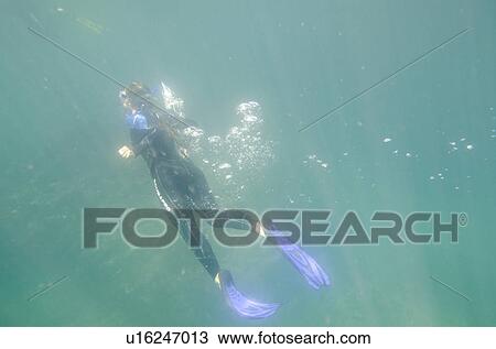 Stock Image - Woman scuba diving underwater, Tagus Cove, Isabela Island, Galapagos Islands, Ecuador. Fotosearch