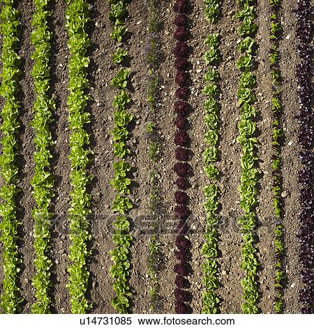 Aerial view of rows of plants View Large Photo Image Stock Photography - Aerial view of rows of plants. Fotosearch