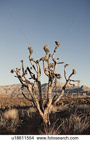 Bare tree in desert View Large Photo Image Picture - Bare tree in desert. Fotosearch