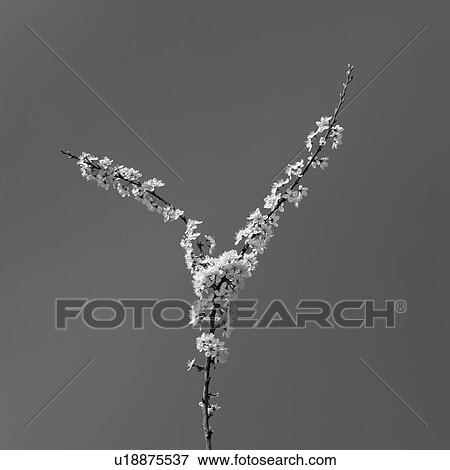 Blossoms on tree against sky View Large Photo Image Stock Photo - Blossoms on tree against sky. Fotosearch