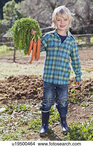Picture - Boy picking bunch of carrots in garden. Fotosearch