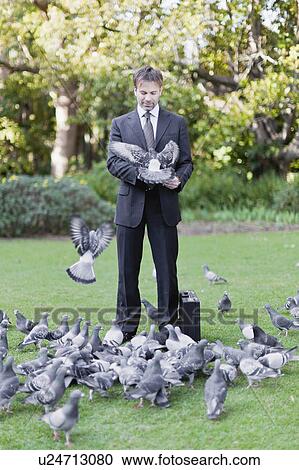 Businessman feeding pigeons in park View Large Photo Image Stock Image - Businessman feeding pigeons in park. Fotosearch