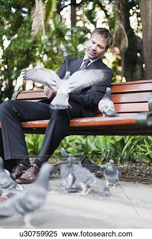 Businessman feeding pigeons in park View Large Photo Image Stock Photography - Businessman feeding pigeons in park. Fotosearch