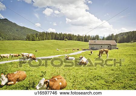 Stock Photograph - Cattle grazing in fields by house. Fotosearch