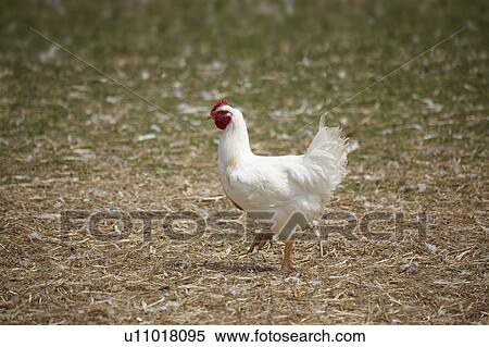 Chicken walking in yard View Large Photo Image Stock Photography - Chicken walking in yard. Fotosearch