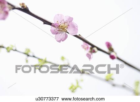Close up of blossom on tree branch View Large Photo Image Stock Photo - Close up of blossom on tree branch. Fotosearch