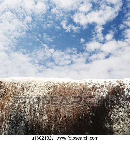 Close up of cow’s body against blue sky View Large Photo Image Stock Photo - Close up of cow’s body against blue sky. Fotosearch