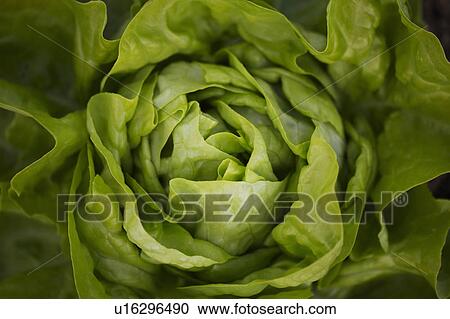 Stock Image - Close up of head of butterhead lettuce. Fotosearch