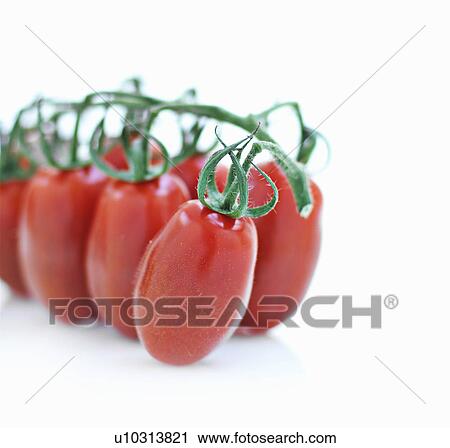 Close up of tomatoes on vine View Large Photo Image Stock Image - Close up of tomatoes on vine. Fotosearch