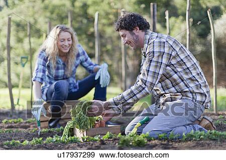 Couple picking vegetables in garden View Large Photo Image Stock Photo - Couple picking vegetables in garden. Fotosearch