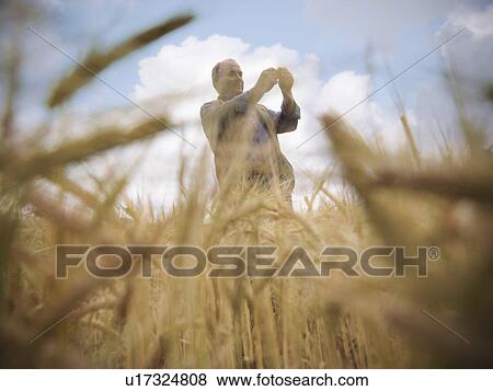 Stock Photo - Farmer examining barley stalks in field. Fotosearch