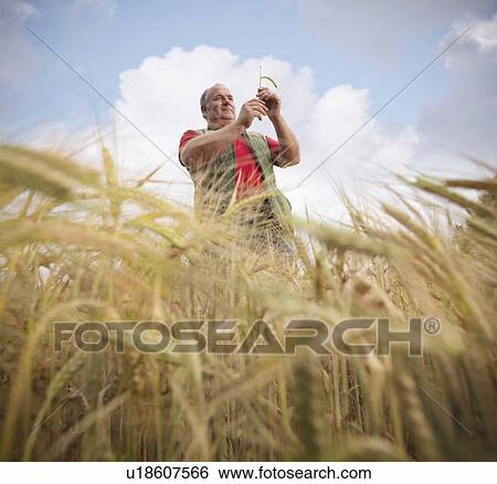 Farmer examining barley stalks in field View Large Photo Image Stock Photograph - Farmer examining barley stalks in field. Fotosearch