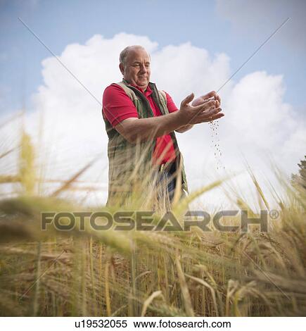 Stock Photography - Farmer examining barley stalks in field. Fotosearch