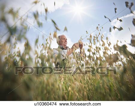 Picture - Farmer examining oat stalks in field. Fotosearch
