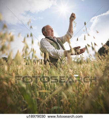 Farmer examining oat stalks in field View Large Photo Image Stock Image - Farmer examining oat stalks in field. Fotosearch