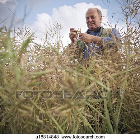 Farmer examining rapeseed in field View Large Photo Image Stock Photo - Farmer examining rapeseed in field. Fotosearch
