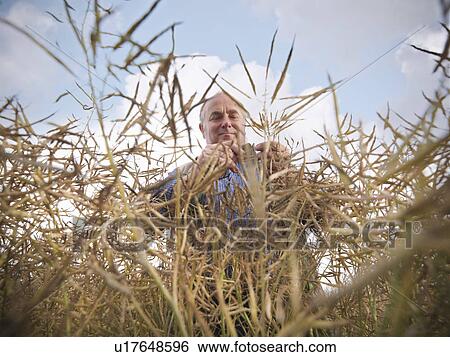 Farmer examining rapeseed in field View Large Photo Image Stock Photograph - Farmer examining rapeseed in field. Fotosearch