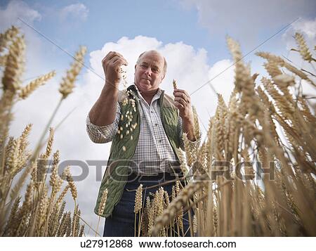 Farmer examining wheat grain in field View Large Photo Image Stock Photo - Farmer examining wheat grain in field. Fotosearch