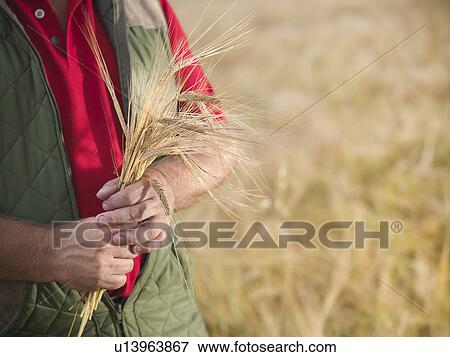 Farmer holding barley stalks in field View Large Photo Image Stock Photo - Farmer holding barley stalks in field. Fotosearch