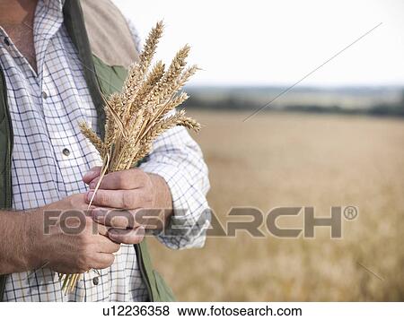 Farmer holding wheat stalks in field View Large Photo Image Stock Photo - Farmer holding wheat stalks in field. Fotosearch