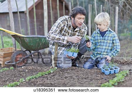 Father and son planting in rows View Large Photo Image Stock Image - Father and son planting in rows. Fotosearch