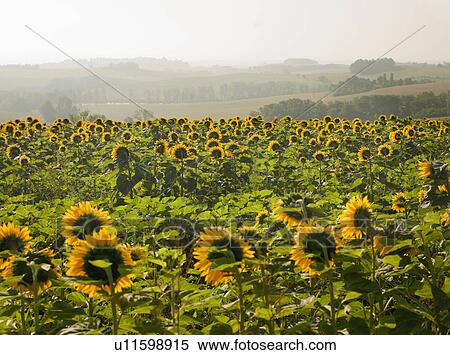 Stock Photography - Field of sunflowers. Fotosearch