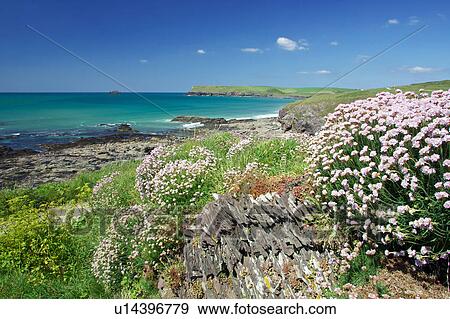 Flowers growing on rocky beach View Large Photo Image Stock Photo - Flowers growing on rocky beach. Fotosearch