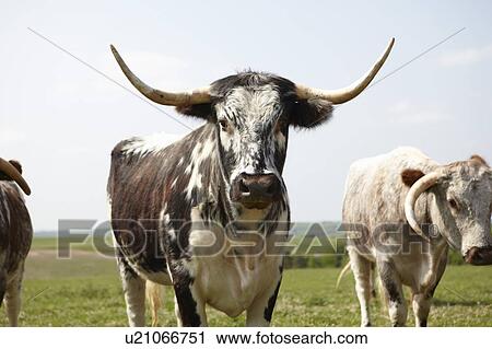 Stock Image - Longhorn cattle walking in field. Fotosearch