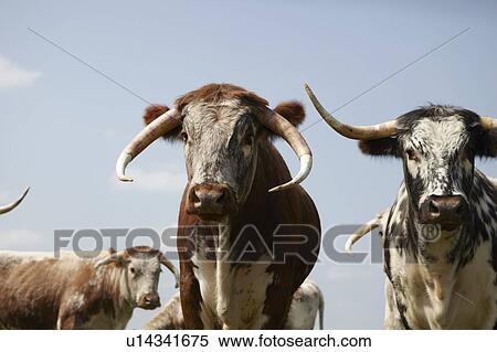 Longhorn cattle walking in field View Large Photo Image Stock Photography - Longhorn cattle walking in field. Fotosearch