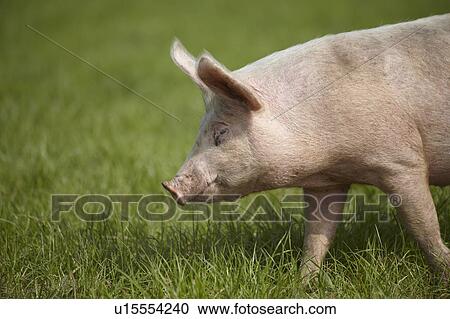 Pig walking in grass View Large Photo Image Stock Image - Pig walking in grass. Fotosearch