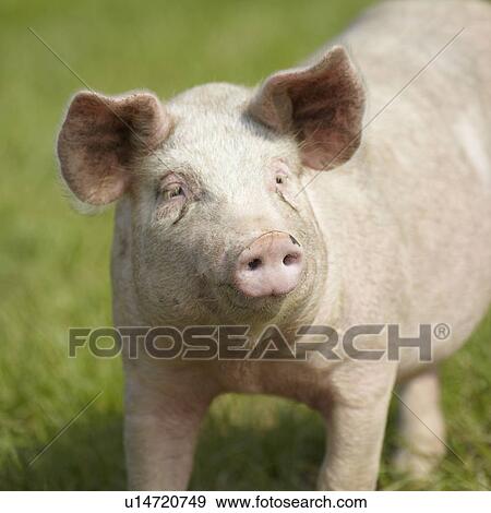 Pig walking in grass View Large Photo Image Stock Photo - Pig walking in grass. Fotosearch