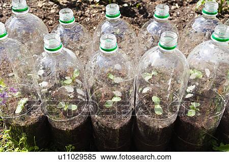 Plants growing in plastic bottles View Large Photo Image Stock Photography - Plants growing in plastic bottles. Fotosearch