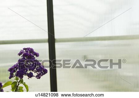 Purple flowers by window View Large Photo Image Stock Photo - Purple flowers by window. Fotosearch