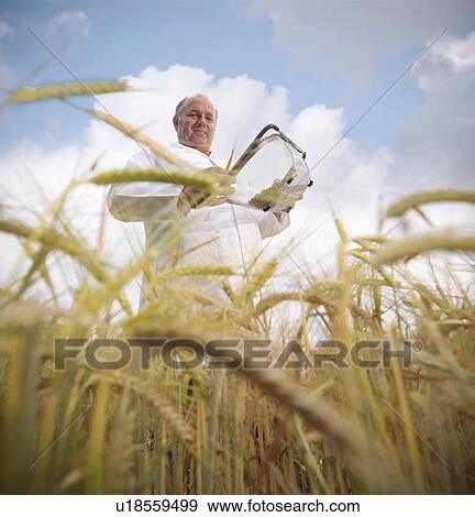 Stock Photo - Scientist examining barley in field. Fotosearch