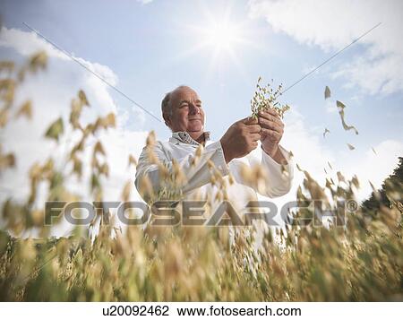 Stock Image - Scientist examining oat stalks in field. Fotosearch
