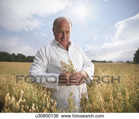 Scientist examining oat stalks in field View Large Photo Image Stock Photo - Scientist examining oat stalks in field. Fotosearch