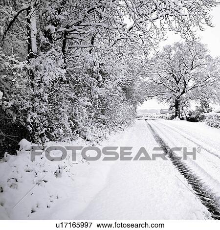 Snow covered trees lining road View Large Photo Image Stock Photo - Snow covered trees lining road. Fotosearch