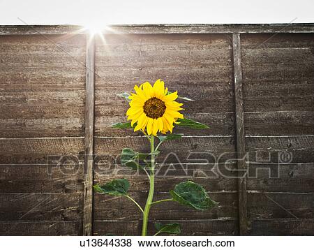 Sunflower growing by wooden wall View Large Photo Image Stock Photo - Sunflower growing by wooden wall. Fotosearch