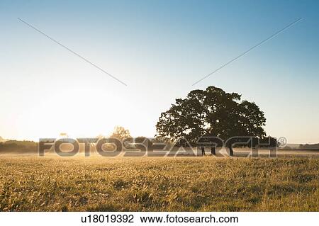 Tree growing in grassy field View Large Photo Image Stock Image - Tree growing in grassy field. Fotosearch