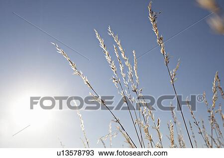 Stock Image - Wheat stalks against blue sky. Fotosearch