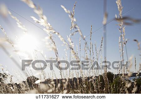 Wheat stalks against blue sky View Large Photo Image Stock Photo - Wheat stalks against blue sky. Fotosearch