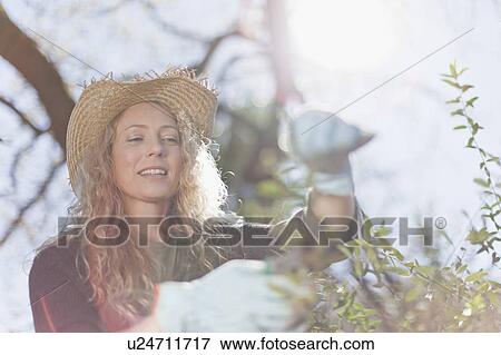 Woman pruning leaves on bush View Large Photo Image Stock Photo - Woman pruning leaves on bush. Fotosearch